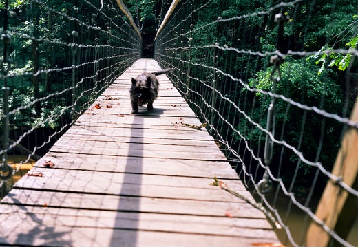 Sally in Bridge